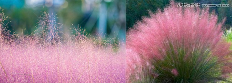 Photoshop調出草叢中的美女夢幻紫紅色,破洛洛